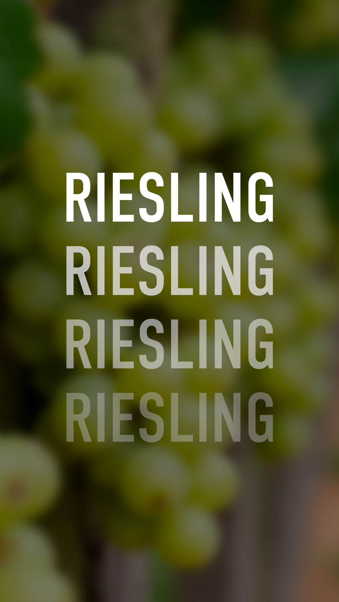 Dia Internacional do Riesling: Celebre a Elegância de um Clássico